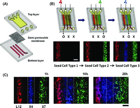 Microfluidic System For Patterning Source Sink And Migrating Cells In