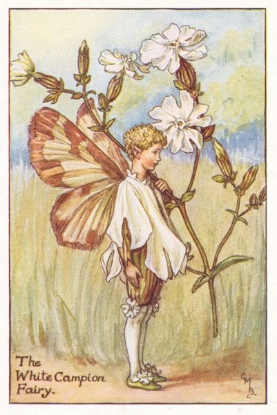 Flower Fairies Antique Flower Fairy Prints 1930 50