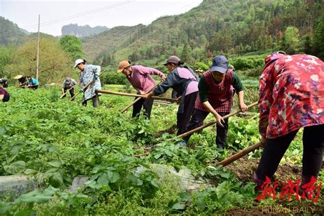 吉首田间地头收获忙 助农增收添薯光 湘西 新湖南