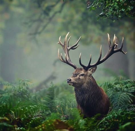 A Stag In The Woods Bitly2c4fses Animals Wild Wild Animals