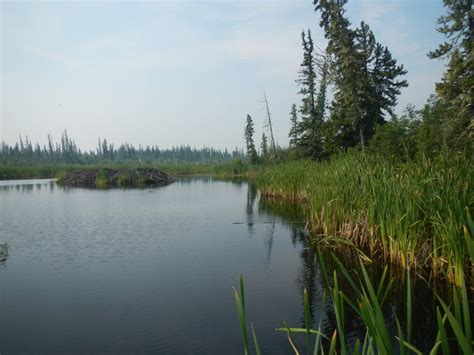 World S Largest Beaver Dam Explored By Rob Mark CBC News