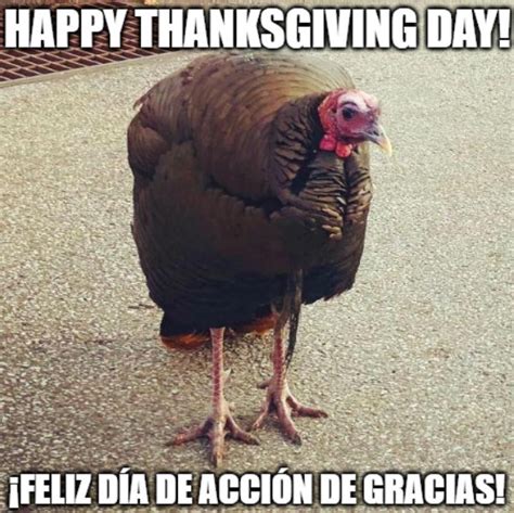 Big Turkey Meme Happy Thanksgiving Day By Loudcasafanrico On Deviantart