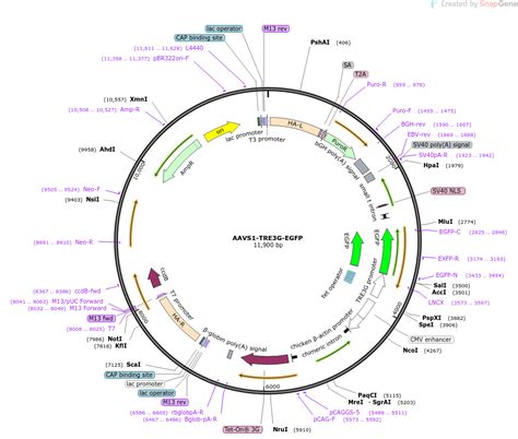 Addgene AAVS1 TRE3G EGFP