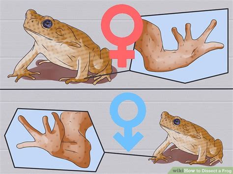 5 Ways to Dissect a Frog - wikiHow