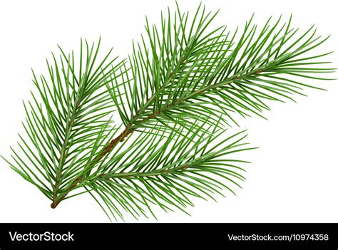 Green fluffy pine branch symbol of new year Vector Image