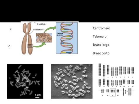 Terminología Genética