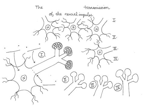 Neuron Label Worksheet Answers Printable Word Searches