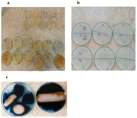 Catalysts Free Full Text Identification Of New Amylolytic Enzymes