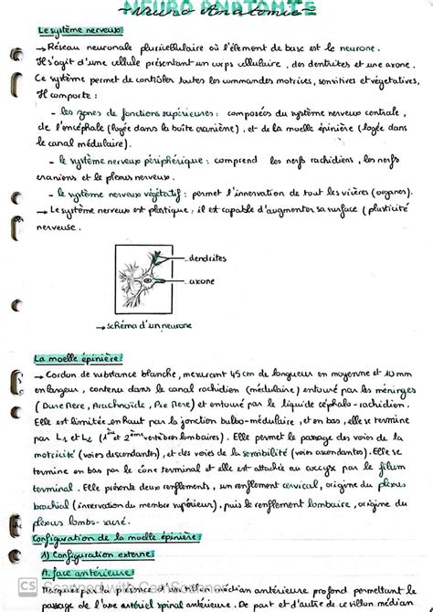 Solution Neuro Anatomie Studypool