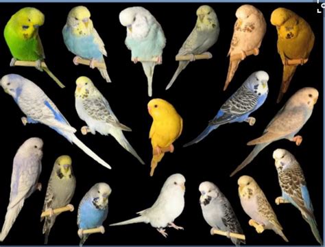 Parakeet Budgie Difference