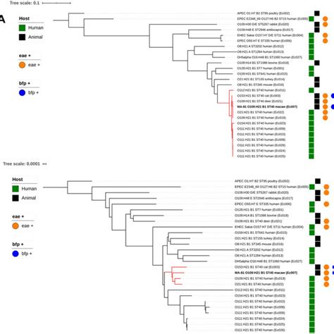 Taxonomy Of The Genus Leptospira A Phylogenetic Tree Of Full Length Download Scientific