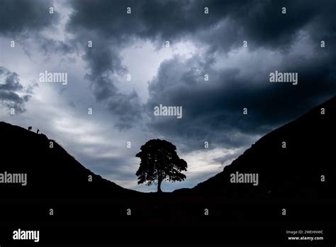 Sycamore Gap Iconic Lone Sycamore Tree Near Hadrian S Wall Crag