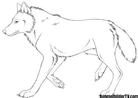 Wolf Ausmalbild Coloriage Chien Loup Coloriage Imprimer