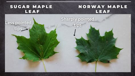 How Do You Identify A Hard Maple Tree At Leslie Everhart Blog