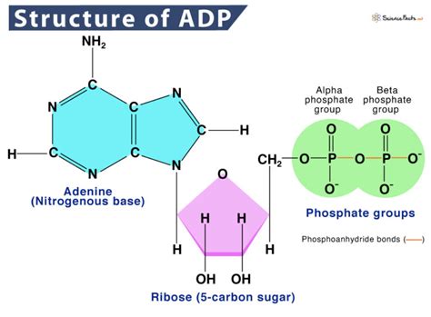 Adenosine Diphosphate - Definition, Structure, Function