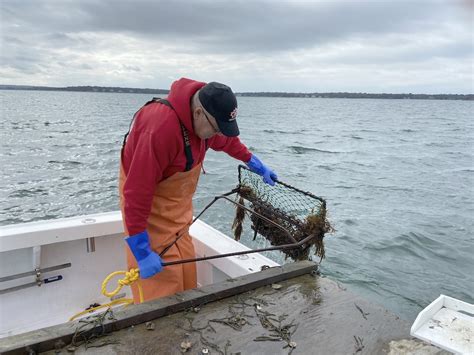 On The Water Bleak Forecast For Bay Scallop Season The East Hampton Star