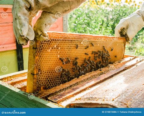 Beekeeper Removing Honeycomb From Beehive Person In Beekeeper Suit