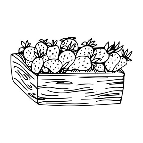 Erdbeeren im Korb Box Doodles Vektor Schwarz Weiß Illustration