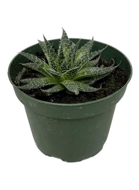 Lace Aloe Unique Spiky Houseplant