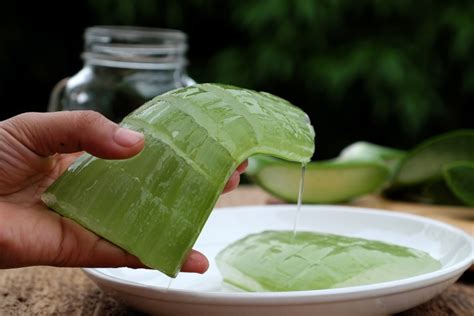 Como Fazer Pilula De Babosa - Como Fazer Pílulas de Babosa com Farinha de Trigo? | Mundo Ecologia