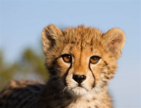 Royalty Free Cheetah Cub Pictures Images And Stock Photos Istock