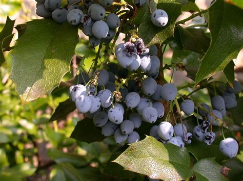 Mahonia aquifolium - Oregon Grape (fruit detail) | Grapes, Oregon grape ...