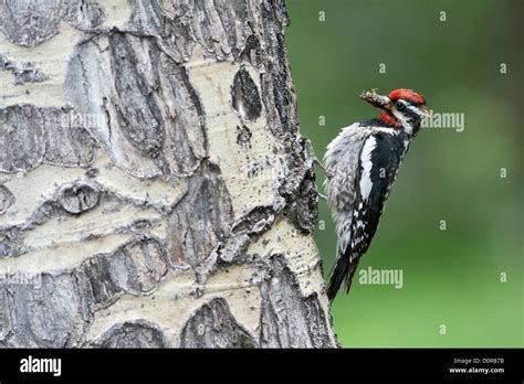 Red Naped Sapsucker On Aspen Tree Perching Bird Birds Woodpecker