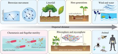 Frontiers Ecological And Evolutionary Implications Of Microbial Dispersal