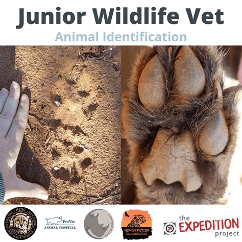 Animal Identification Junior Wildlife Vet The Expedition Project