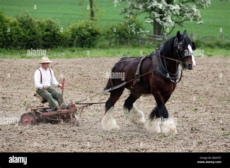 Britain Shire Horse Field Hi Res Stock Photography And Images Alamy