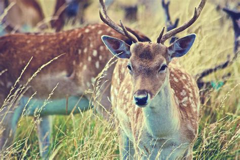 Free Images Wildlife Mammal Antler Terrestrial Animal Grass