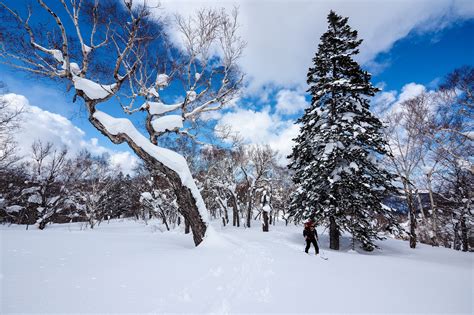 Sapporo Hokkaido, Japan, Winter, Snow, Trees, Spruce, HD Wallpaper