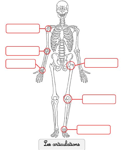 Diagramme De Les Articulations Les 6 Groupes D Os Du Squelette Quizlet