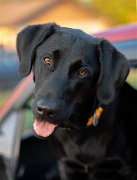 10 Lab Terrier Mix Dogs We Cant Get Enough Of Your Dog Advisor