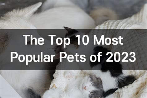 The Top 10 Most Popular Pets of 2023 - B-Logy