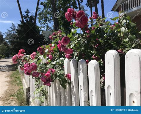 A White Picket Fence With Lovely Roses Flowers Stock Image Image Of