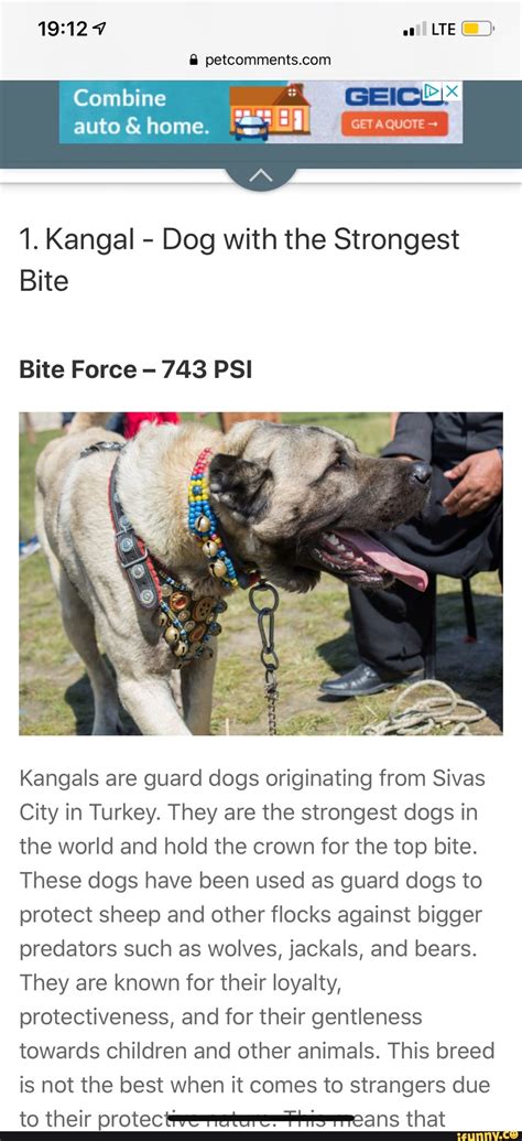 ’l. Kangal - Dog with the Strongest Bite Bite Force - 743 PSI Kangals ...