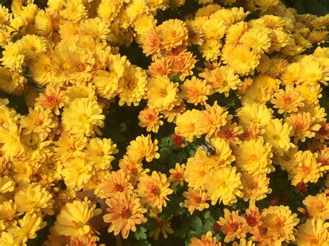 What are your autumn flowers blooming? - Page 3 - Pictures! - Growing Fruit