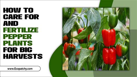 How To Care For And Fertilize Pepper Plants For Big Harvests