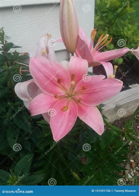 Baby Pink Lily Stock Photo Image Of Exquisite Pink 151291736