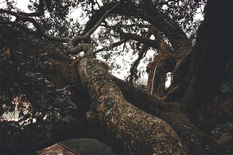 Free Images Tree Nature Forest Rock Wilderness Branch Winter