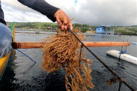 Kkp Bakal Bangun Sentra Rumput Laut Di Indonesia Bagian Timur Antara News