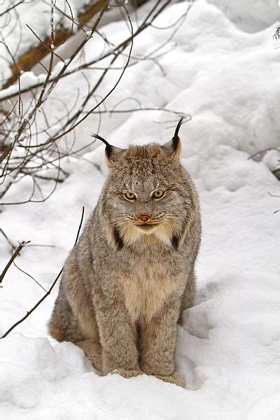 Lynx Sighting In Colorado Rare Canadian Lynx Spotted On Camera Photo