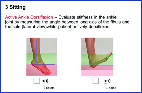 Active Ankle Dorsiflexion Download Scientific Diagram