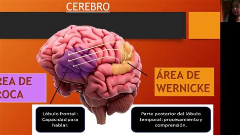 Área de Broca y Área de Wernicke YouTube