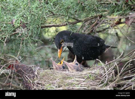 Bird Birds Parents Stock Photo Alamy