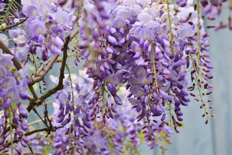 Glycine Plantation Entretien Et Taille De Cette Plante Grimpante