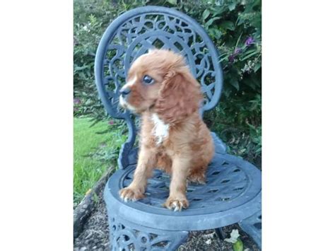 AKC male ruby Cavalier King Charles Spaniel puppy for sale Lancaster ...