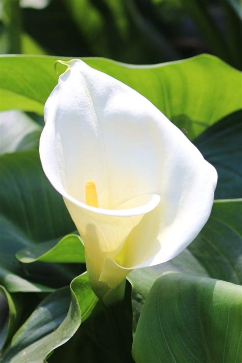 Arum Calla Lily Planting And Advice On Care For This Beautiful