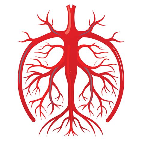 Human Blood Vessels Art Anatomy For Medical Education 45492391 Vector